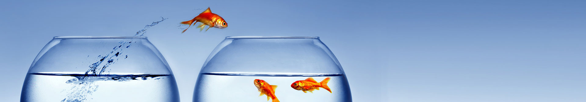 fish jumping bowls webpage banner 1920x337px